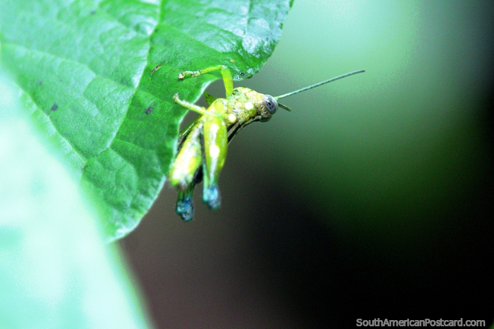 The beady eye of a green grasshopper in the Amazon jungle, Iquitos. (720x480px). Peru, South America.