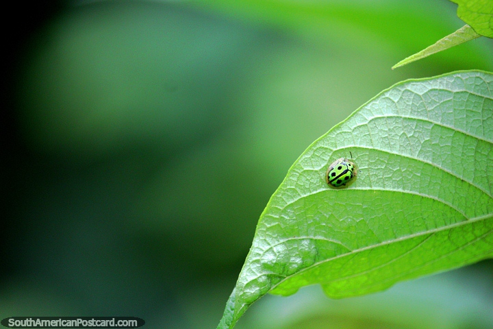 Green ladybug with black dots sits on a leaf in the green Amazon jungle near Iquitos. (720x480px). Peru, South America.