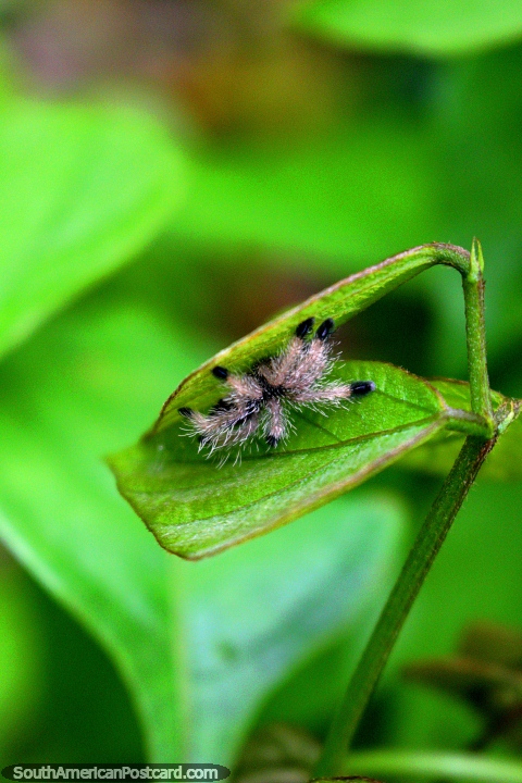A small furry spider hides between 2 leaves in his Amazon jungle home near Iquitos. (480x720px). Peru, South America.