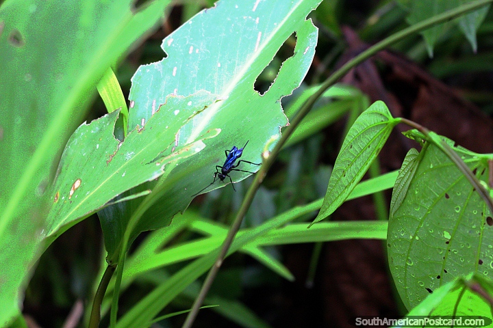 La mosca azul metlico se destaca en su teln verde de la selva cerca de Iquitos. (720x480px). Per, Sudamerica.