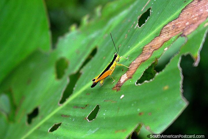 Green, yellow and orange grasshopper ponders the future in the jungle near Iquitos. (720x480px). Peru, South America.