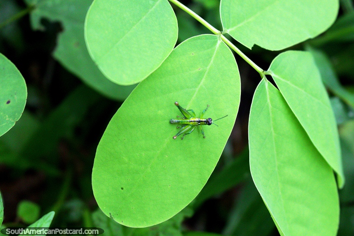 Los insectos estn por todas partes si usted mira de cerca, mientras camina por los caminos del Amazonas cerca del ro alrededor de Iquitos. (720x480px). Per, Sudamerica.