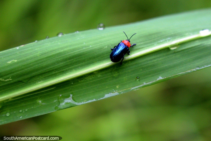 A small black beetle with a red head sits on a strip of flax in the jungle near Iquitos. (720x480px). Peru, South America.