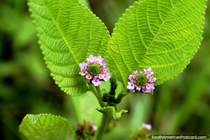 Pequenas flores purpreas e folhas verde-escuras. Procuro as pequenas coisas no mato de Amaznia perto de Iquitos. (720x480px). Peru, Amrica do Sul.