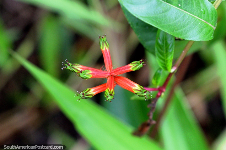 As vagens de flor vermelhas e verdes em forma de estrela conseguem o cu no mato de Amaznia assombroso em volta de Iquitos. (720x480px). Peru, Amrica do Sul.