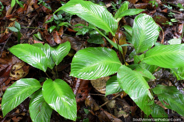 Grandes hmedas hojas en el suelo del Amazonas, exuberante y potente selva cerca de Iquitos. (720x480px). Per, Sudamerica.