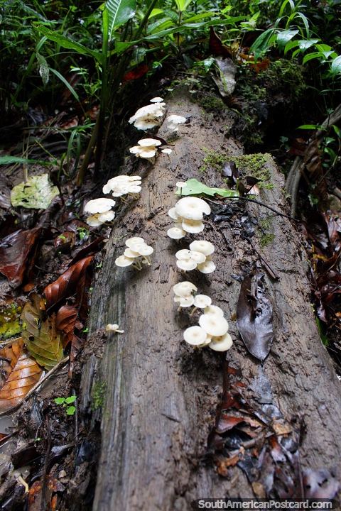 White mushrooms growing on a log on the floor of the Amazon jungle around Iquitos. (480x720px). Peru, South America.