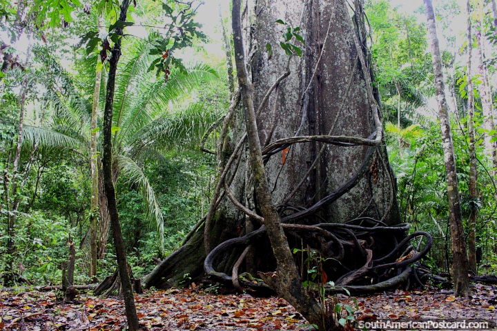 The old tree of over 150yrs, Amazon, Iquitos. (720x480px). Peru, South America.