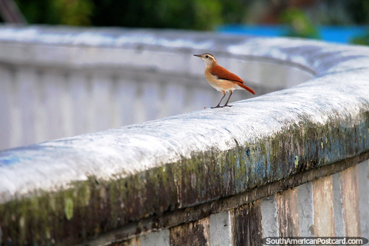 A light brown bird thinks about the day ahead and what to eat in Iquitos. (720x480px). Peru, South America.