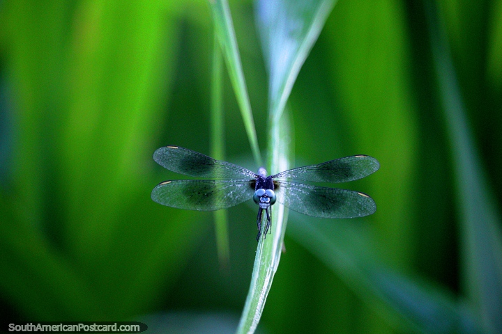 Este es un hermoso insecto volador que conocí en las orillas del río en Iquitos, ¡tan lindo! (720x480px). Perú, Sudamerica.