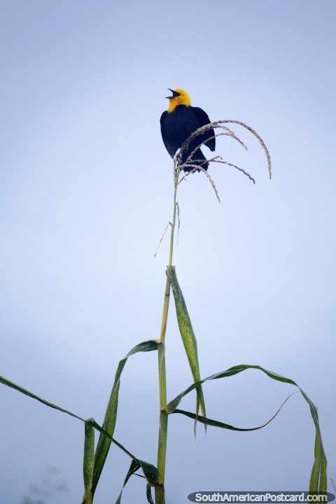 Black bird with yellow head sings at full voice in the morning in Iquitos. (480x720px). Peru, South America.