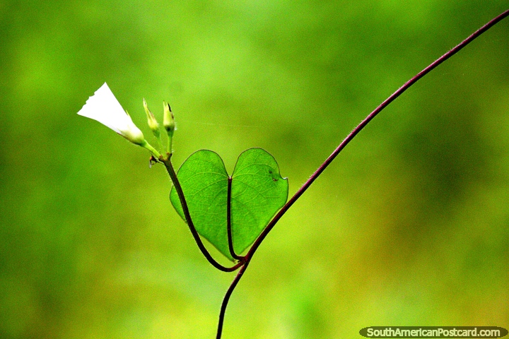 Folha verde em forma de um coração nos pastos de Iquitos perto do rio. (720x480px). Peru, América do Sul.