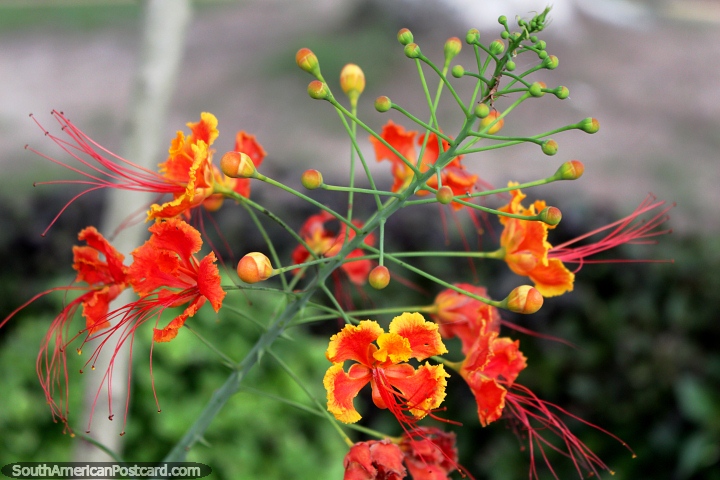 Flowers around the plaza in Iquitos, nature is the best thing in town! (720x480px). Peru, South America.