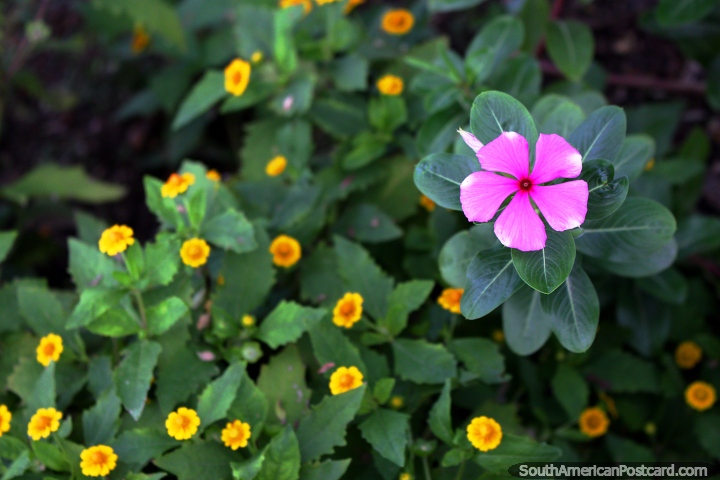 Pink flower with yellow flowers behind, from the plaza in Iquitos. (720x480px). Peru, South America.