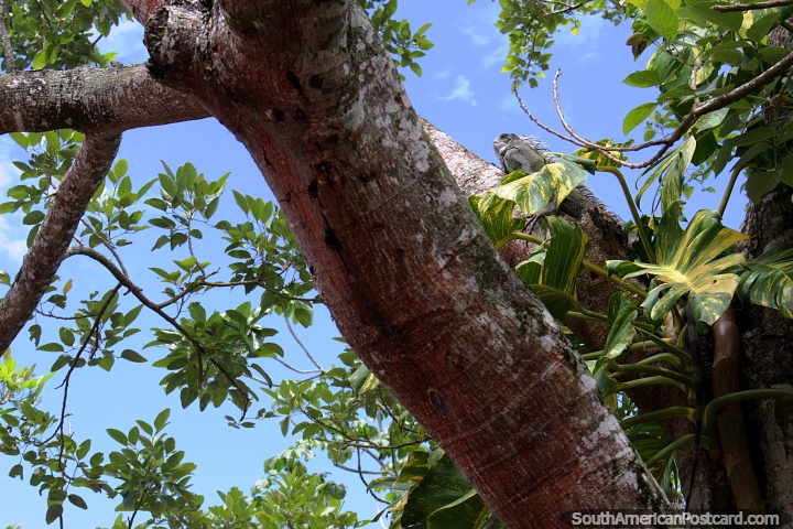Iguana en un rbol a lo largo del malecn en Iquitos. (720x480px). Per, Sudamerica.