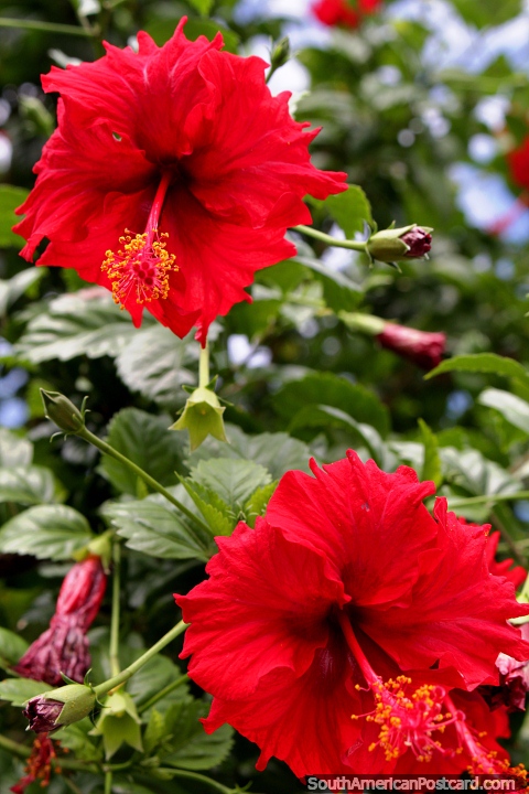 2 flores rojas gemelas alrededor de la zona de malecn en Iquitos. (480x720px). Per, Sudamerica.