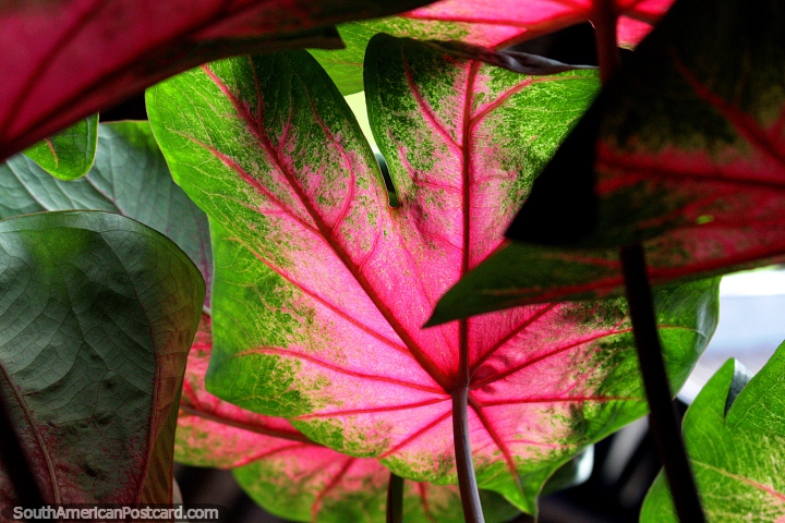 Folha rosa e verde, luz que brilha por em Iquitos, vida de planta em volta da cidade. (720x480px). Peru, Amrica do Sul.