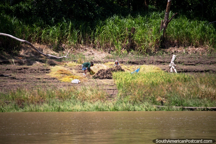 Harvesting of crops grown for possibly thatched roofs for houses between Iquitos and Santa Rosa. (720x480px). Peru, South America.