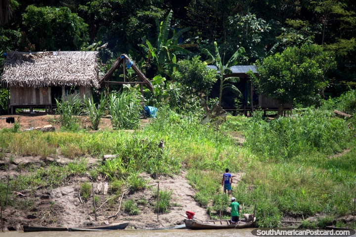 Casas enterradas en los rboles al lado del Ro Amazonas, una vida pacfica, entre Iquitos y Santa Rosa. (720x480px). Per, Sudamerica.