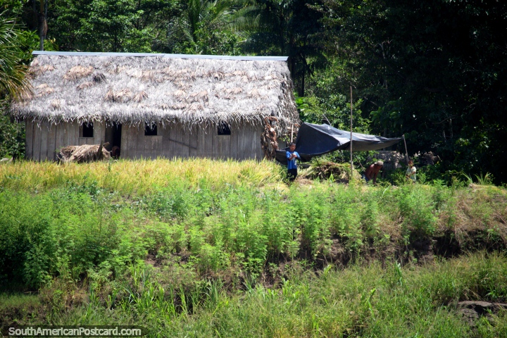 Pessoas no jardim com colheitas junto da sua casa de telhado coberta com palha em volta de San Pablo, entre Iquitos e Santa Rosa. (720x480px). Peru, Amrica do Sul.