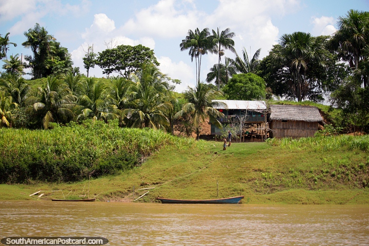 Large front lawn leading down to the Amazon River, beautiful setting for a house, west of Santa Rosa. (720x480px). Peru, South America.