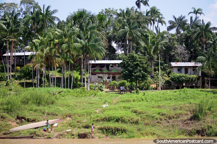 Palm trees by the dozen in San Martin, a community in the Amazon, west of Santa Rosa. (720x480px). Peru, South America.