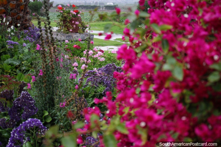 Hermosos jardines llenos de flores y una maceta lejana, mansin del fundador de Arequipa. (720x480px). Per, Sudamerica.