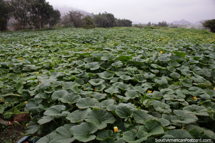 Un campo de cultivos con grandes hojas verdes en la mansin del fundador de Arequipa. (720x480px). Per, Sudamerica.