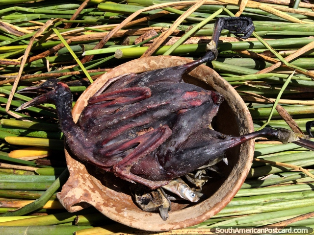 Pájaro aplanado, alimento de los Uros que viven en las islas flotantes de Puno. (640x480px). Perú, Sudamerica.