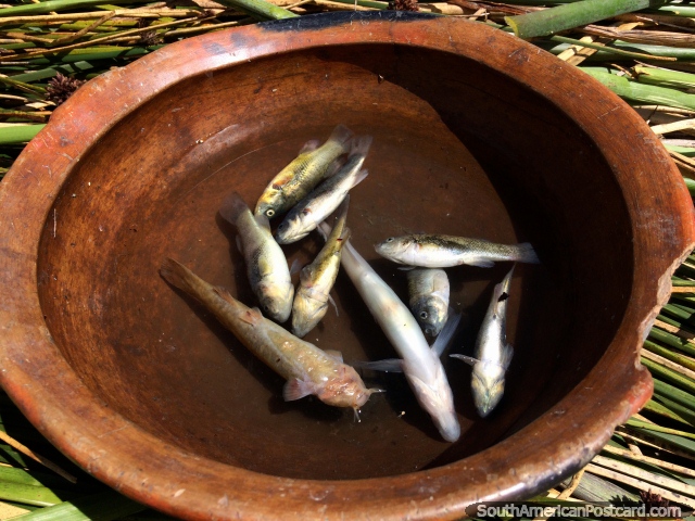 Pequeos peces capturados en el hoyo de pesca en medio de la isla flotante de juncos de los Uros, Puno. (640x480px). Per, Sudamerica.