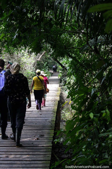 Nos pusimos a caminar por el paseo de la Reserva Nacional Tambopata en Puerto Maldonado. (480x720px). Per, Sudamerica.