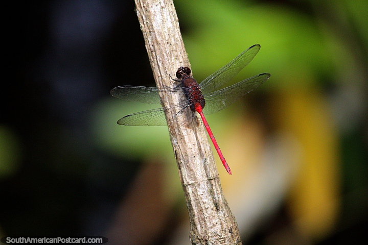 A libélula vermelha com asas pretas apóia-se em um galho fino na Reserva Nacional Tambopata em Porto Maldonado. (720x480px). Peru, América do Sul.