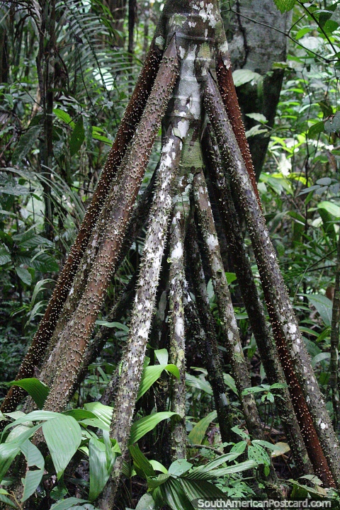 A árvore de marcha, derrama pequenos troncos e torna-se nova, anda lentamente durante o perïodo de anos, Porto Maldonado. (480x720px). Peru, América do Sul.