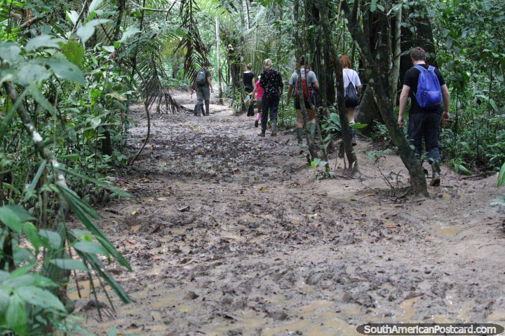Muddy section along the path during the forest walk at Tambopata National Reserve in Puerto Maldonado. (720x480px). Peru, South America.