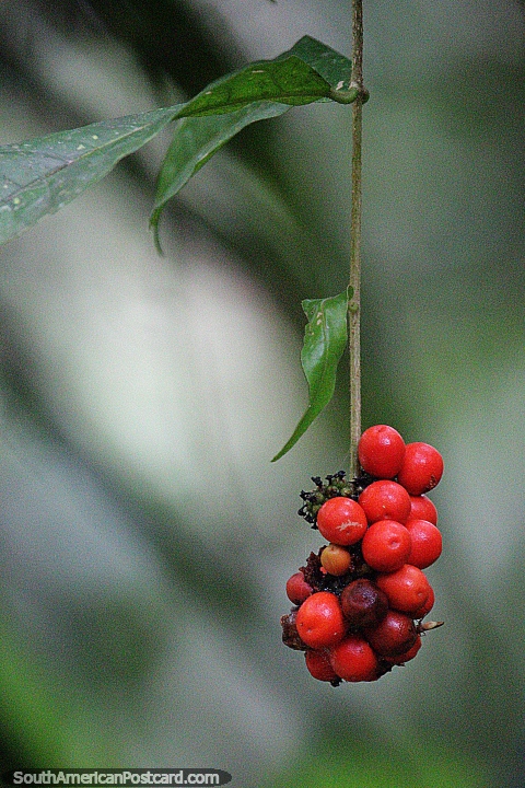 Manojo de bayas rojas en el bosque de la Reserva Nacional Tambopata en Puerto Maldonado. (480x720px). Per, Sudamerica.
