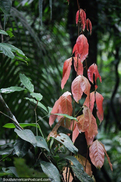 Las hojas de color rosa sedoso se ven hermosas, la caminata por el bosque en la Reserva Nacional Tambopata en Puerto Maldonado. (480x720px). Perú, Sudamerica.