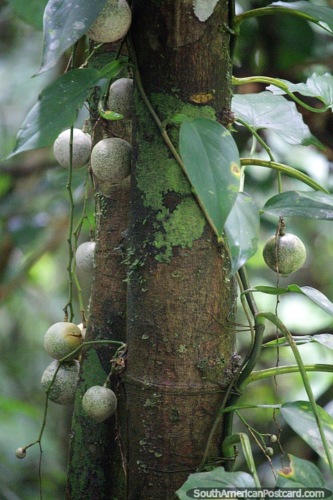 Frutos redondos en forma de bolas que cuelgan de un árbol en la Reserva Nacional Tambopata en Puerto Maldonado. (480x720px). Perú, Sudamerica.