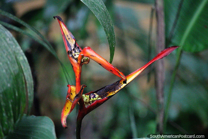 Planta extica roja, naranja y amarilla en la Reserva Nacional Tambopata en Puerto Maldonado. (720x480px). Per, Sudamerica.
