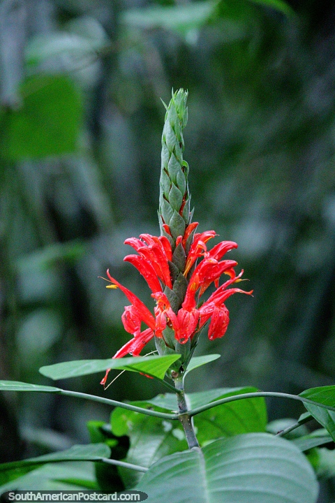 Ptalos rojos, disfrute de la flora en el bosque de la Reserva Nacional Tambopata en Puerto Maldonado. (480x720px). Per, Sudamerica.