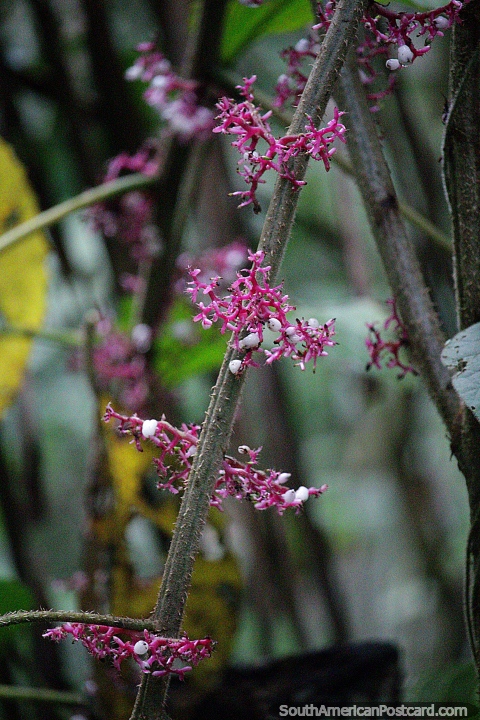 Planta con vetas rosadas en el bosque de la Reserva Nacional Tambopata en Puerto Maldonado. (480x720px). Perú, Sudamerica.