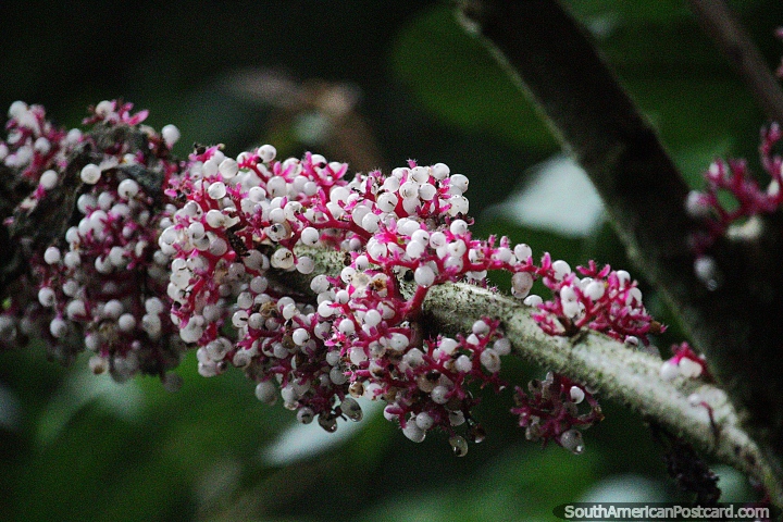 Pequeñas vainas de flores blancas y tallos rosados, la naturaleza en la Reserva Nacional Tambopata en Puerto Maldonado. (720x480px). Perú, Sudamerica.