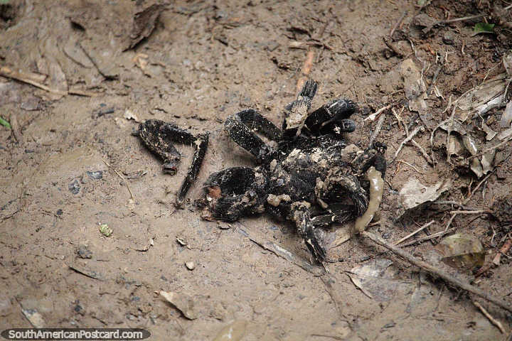 Tarántula macho muerta luego de ser asesinada por la hembra después de aparearse, el bosque en Puerto Maldonado. (720x480px). Perú, Sudamerica.