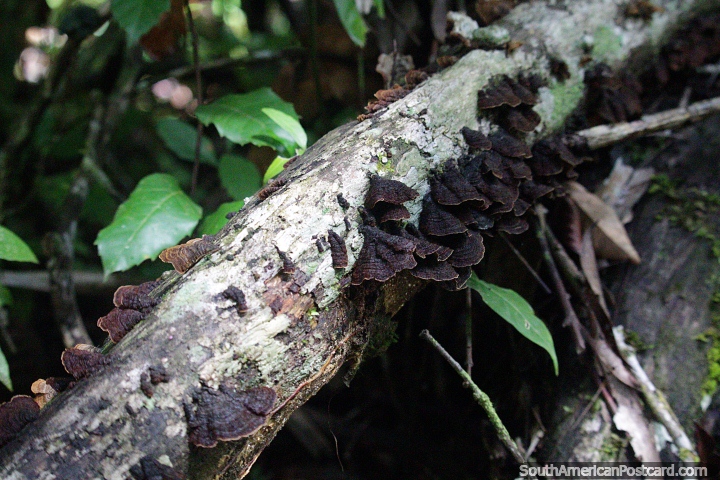Los hongos negros crecen en un tronco en el bosque en la Reserva Nacional Tambopata en Puerto Maldonado. (720x480px). Perú, Sudamerica.