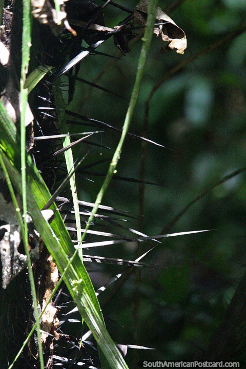 Las puntas afiladas crecen en el tronco de un rbol en la Reserva Nacional Tambopata en Puerto Maldonado. (480x720px). Per, Sudamerica.