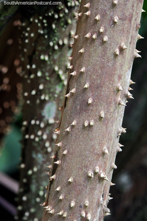 Os pequenos pregos protegem a árvore de marcha na floresta na Reserva Nacional Tambopata em Porto Maldonado. (480x720px). Peru, América do Sul.