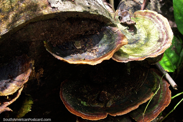 Hongos pardos y verdes crecen de la madera podrida en la Reserva Nacional Tambopata en Puerto Maldonado. (720x480px). Per, Sudamerica.