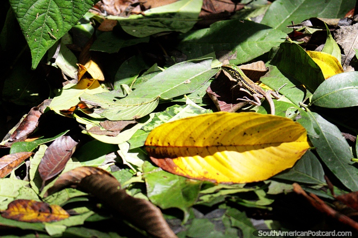 Small green and black lizard in the leaves of the forest at Tambopata National Reserve in Puerto Maldonado. (720x480px). Peru, South America.