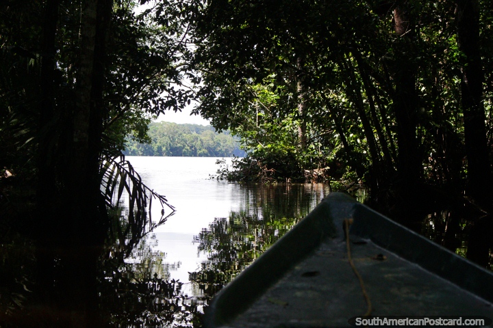 Lago Sandoval, remando fuera de la va fluvial en la Reserva Nacional Tambopata en Puerto Maldonado. (720x480px). Per, Sudamerica.