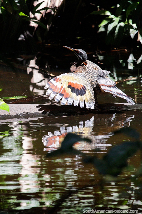 Bird of Sandoval Lake spreads its wings, wildlife at Tambopata National Reserve in Puerto Maldonado. (480x720px). Peru, South America.