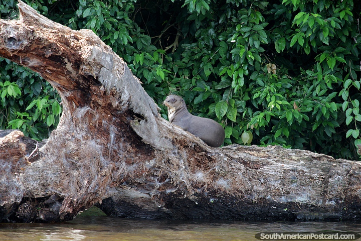 Giant otter, we were lucky to see him at Sandoval Lake, Tambopata National Reserve in Puerto Maldonado. (720x480px). Peru, South America.